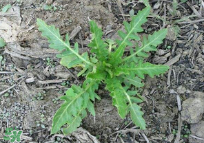 曲曲菜的功效和作用,曲曲菜的功效和作用图片