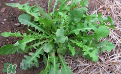 吃曲曲菜有什么好处,吃曲曲菜有什么好处我要看这个视频