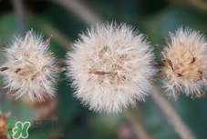 婆婆丁是蒲公英吗?,婆婆丁是蒲公英吗图片