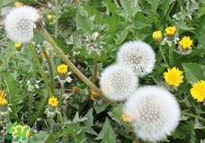 冬天冻婆婆丁的吃法,婆婆丁的吃法有哪些 冬天冻婆婆丁的吃法,婆婆丁的吃法有哪些