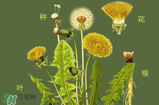 蒲公英的副作用和禁忌都有哪些,蒲公英的副作用和毒性