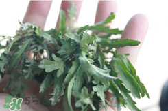 曲曲菜怎么做好吃,曲曲菜是什么菜