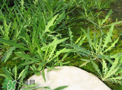 曲曲菜怎么吃,曲曲菜怎么吃最好吃 曲曲菜怎么吃,曲曲菜怎么吃最好吃