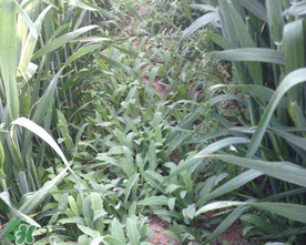 曲曲菜孕妇能吃吗,曲麻菜孕妇能不能吃 曲曲菜孕妇能吃吗,曲麻菜孕妇能不能吃