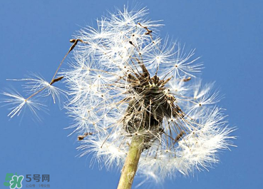 婆婆丁能治糖尿病吗,婆婆丁对糖尿病有疗效吗 婆婆丁能治糖尿病吗,婆婆丁对糖尿病有疗效吗