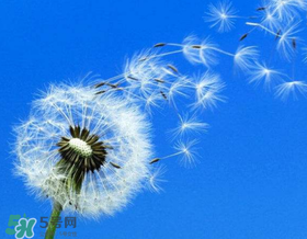 婆婆丁能治妇科病吗,婆婆丁对妇科病有用吗 婆婆丁能治妇科病吗,婆婆丁对妇科病有用吗