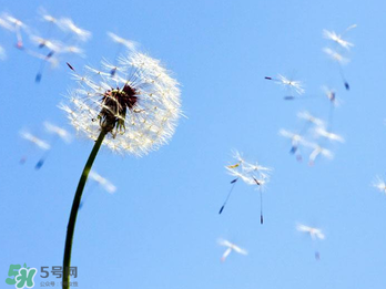 婆婆丁能治乳腺增生乳腺结节吗,蒲公英能治乳腺增生吗 婆婆丁能治乳腺增生乳腺结节吗,蒲公英能治乳腺增生吗