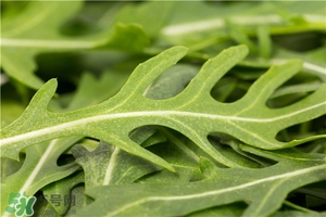 苦苦菜药用价值,苦荬菜药用价值 苦苦菜药用价值,苦荬菜药用价值