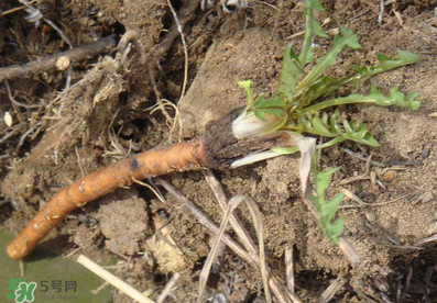 婆婆丁能治什么病,婆婆丁根治什么病