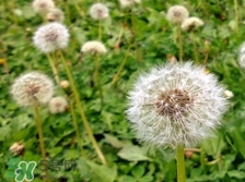婆婆丁的食用方法,婆婆丁的吃法
