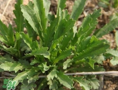 荠菜怎么挑选,荠菜怎么摘