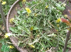 婆婆丁的功效和作用什么人不能吃,蒲公英和婆婆丁的功效和作用