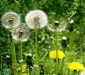 婆婆丁花能吃吗,婆婆丁花的功效和作用