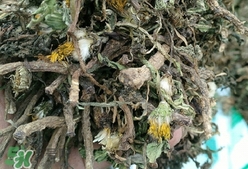 如何识别蒲公英的叶子,如何识别蒲公英