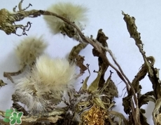 蒲公英根泡酒的方法,蒲公英根泡酒的功效作用以及制作方法