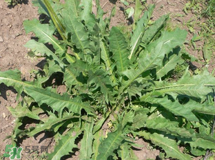 婆婆丁能包饺子吗,婆婆丁能包饺子吗窍门