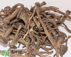 蒲公英根真的能抗癌吗,蒲公英根抗癌是真的吗