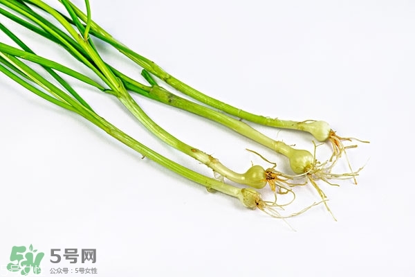 小根蒜怎么做好吃,小根蒜怎么做好吃简单 小根蒜怎么做好吃,小根蒜怎么做好吃简单