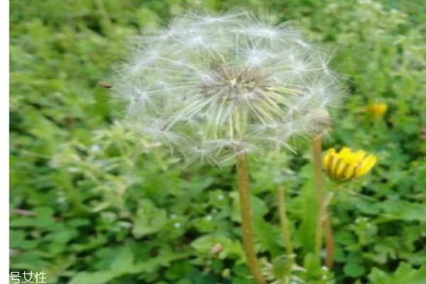 吃蒲公英有什么好处呢(吃蒲公英有什么好处呢?)