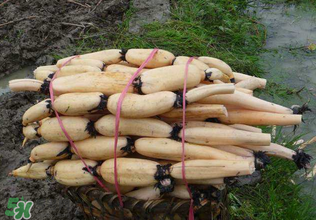 藕和什么不能一起吃,不能和藕一起吃的食物