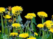 蒲公英花的功效和作用及禁忌症,蒲公英的功效和作用主治