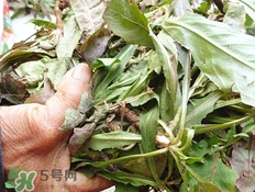 凉拌蒲公英的做法大全,凉拌蒲公英的做法