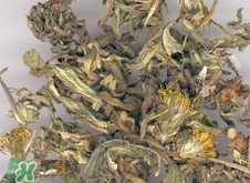 蒲公英泡水喝的功效和禁忌,蒲公英泡水喝的功效和作用