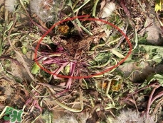 蒲公英如何吃蒲公英的食用方法,蒲公英食用有哪些功效