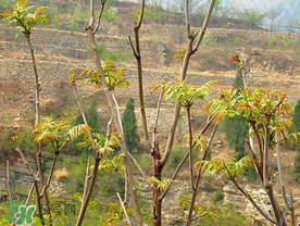 香椿的形态特征,臭椿的形态特征 香椿的形态特征,臭椿的形态特征