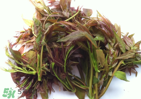 香椿怎么挑选,香椿哪里的好 香椿怎么挑选,香椿哪里的好