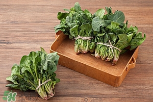 红根菜的功效和作用,红菜根的营养价值和功效