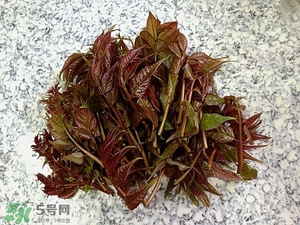 香椿的适用人群,香椿哪种人不能吃