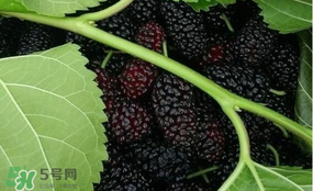 菠萝不能和什么一起吃 禁忌,菠萝不能和什么一起吃会致命