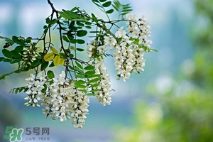刺槐花的功效和作用,刺槐花的功效和作用吃法 刺槐花的功效和作用,刺槐花的功效和作用吃法