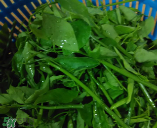 树仔菜有毒吗,树仔菜有毒吗?好吃吗 树仔菜有毒吗,树仔菜有毒吗?好吃吗