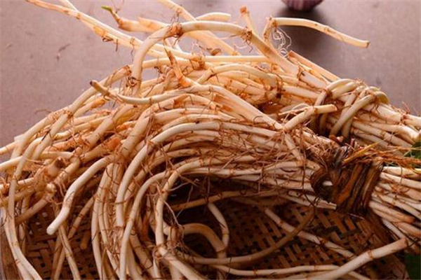 鱼腥草和桑叶怎么一起泡(鱼腥草和桑叶可以一起泡水喝吗)