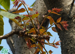 日常致癌食物有哪些,致癌食物有哪些?