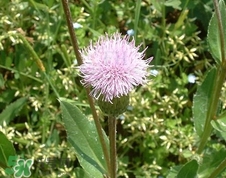 刺儿菜的做法大全,刺儿菜的吃法