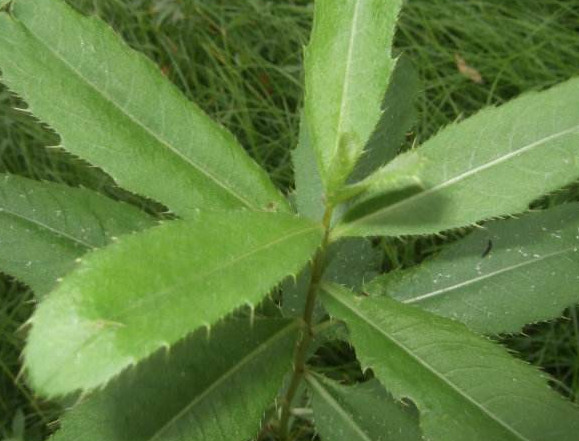 刺儿菜怎么吃最好吃,刺儿菜的吃法有几种 刺儿菜怎么吃最好吃,刺儿菜的吃法有几种