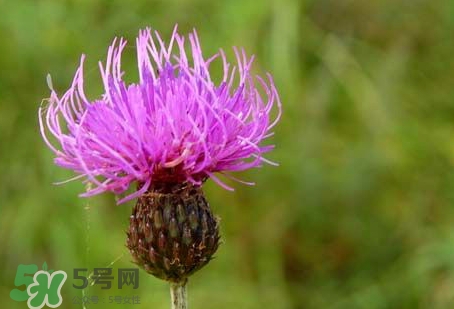 刺儿菜的做法大全,刺儿菜的吃法