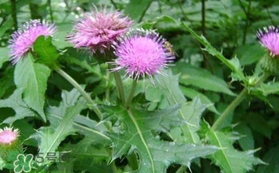 刺菜泡水喝有什么好处,刺菜泡水喝的功效和作用 刺菜泡水喝有什么好处,刺菜泡水喝的功效和作用