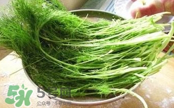 茴香苗的功效和作用禁忌,茴香苗的功效和作用禁忌是发物吗