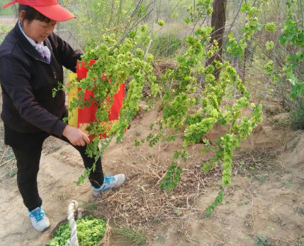 榆钱炒鸡蛋怎么做,榆钱炒鸡蛋怎么做好吃