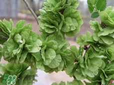 榆钱晒干能吃吗,晒干的榆钱怎么吃