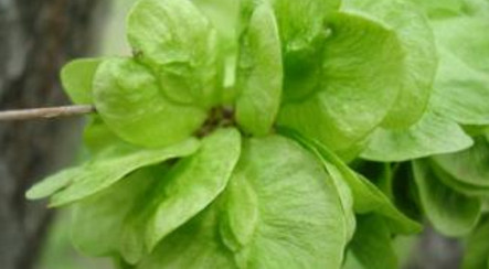 榆钱的保存方法,晒干的榆钱怎么吃