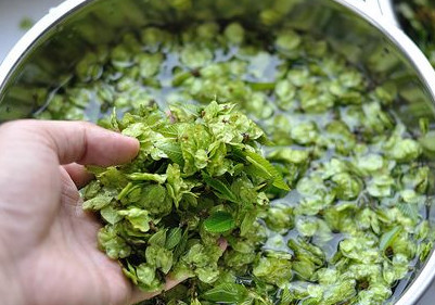 榆钱树果实图片,榆钱是榆树的果实吗