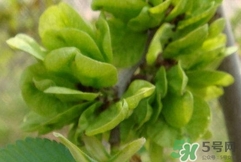 榆钱如何保存保鲜,榆钱如何保存 榆钱如何保存保鲜,榆钱如何保存