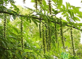 榆钱是榆树的果实吗,榆钱属于什么果实类型