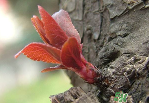 小狗能吃什么蔬菜要煮熟,小狗能吃什么蔬菜和肉