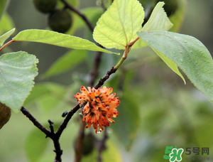 构树穗有什么作用,构树穗的功效和作用怎么使用